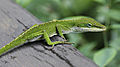 Image 8Anole at Polychrotinae