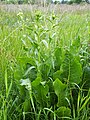 Habitus of flowering plant, Poland