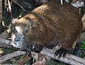 Hutia konga