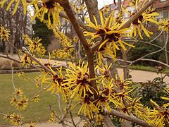 Hamamelis, Fürth City Park, Germany