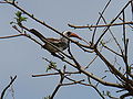 Bijilo Forest Park, Gambia