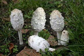 Descripcion d'l'imatge - Coprinus comatus -.jpg.