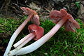 Hygrocybe calyptriformis