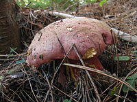 Rubroboletus pulcherrimus