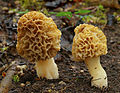 Morchellaceae (Morchella esculenta)