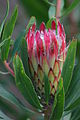 Protea obtusifolia