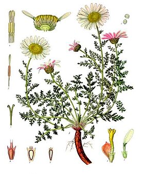 Anacyclus pyrethrum