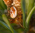 Araniella displicata