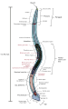 Anatomy of the male Caenorhabditis elegans