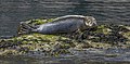 60 Common seal (Phoca vitulina) juvenile uploaded by Charlesjsharp, nominated by Charlesjsharp,  13,  1,  0