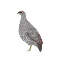 Schéma du Francolin somali.