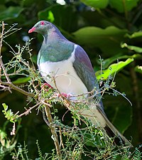 Kererū at Ōtari