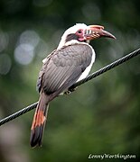 Penelopides manillae (Bucerotidae)