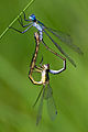 pair mating