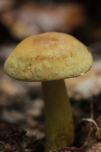 Tricholoma sulphureum