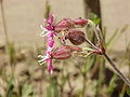 Calice de fleur femelle