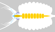 Eyes (deep blue and black), brain (light blue) and digestive system (yellow) of Radiodonta (left), Kerygmachela (Center) and Opabinia (Right)