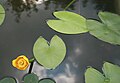 Nuphar lutea