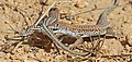 Image 28Bosc's fringe-toed lizards during courtship