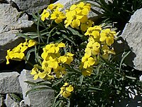 Erysimum duriaei