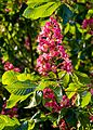 Blüte der Fleischroten Rosskastanie Aesculus × carnea