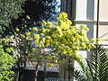 Piante di mimosa