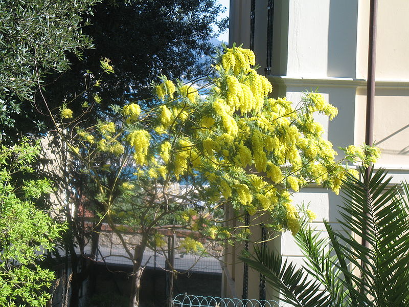 File:Imperia-Parasio-Mimosa-IMG 2537.JPG