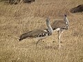 Ngorongoro, Tanzania