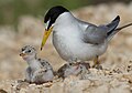 Two-day-old chicks