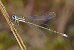 Lestes virens – Männchen