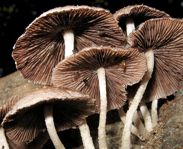 File:Psathyrella sp. 48351.jpg