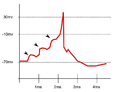 Action potential in a firing neuron