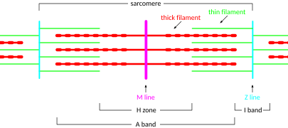 Sarcomere diagram.svg