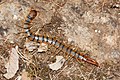 Centopiedi, un miriapode predatore e velenoso (scolopendra)