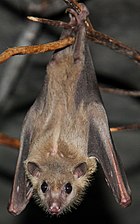 The Egyptian fruit bat, host of the Marburg virus