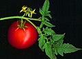 Solanum lycopersicum]] (konkaulescencija)