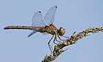 Sympetrum striolatum – Weibchen