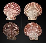 Aequipecten opercularis