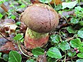 Boletus speciosus