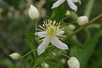 Clematis brachiata