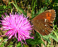 Erebia euryale (Erebiina)