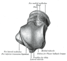 Left talus, from above and below, with anterior side of the bone at top of image