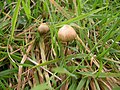 Psilocybe semilanceata sin. Panaeolus semilanceatus