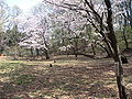 Sengenyama Park in Fuchu, Tokyo