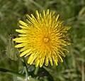 U lattaghjolu, Sonchus oleraceus