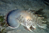 a sea slug on sand