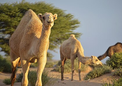 The national symbol: the camel. Pictured are herding camels on the Valley of Sakia El-hamra, Es-Smara, Western Sahara.