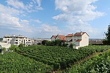 Photographie en couleur d'un vignoble.