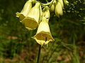 Digitalis grandiflora