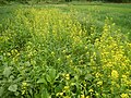 Thumbnail for File:094Flowering SaySim fields in the Philippines 04.jpg